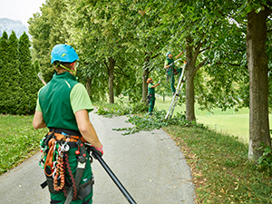 Atlantic County tree company employees trimming row of trees