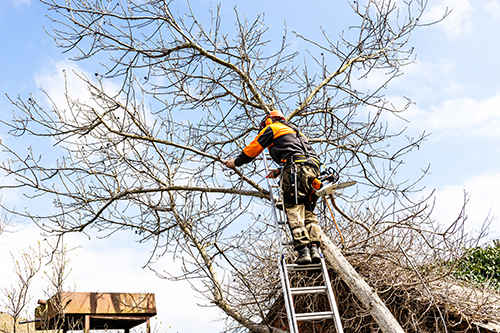 Tree Service in Atlantic County Provides Long-Term Care