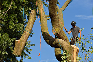 Expert tree climber performing tree service in Atlantic County